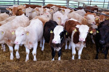 young calves in the calf rearing barn on a beef fattening farm in eastern Germany