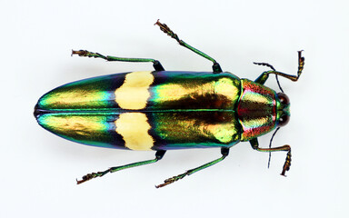 Beetle isolated on white. Metallic green iridescent jewel beetle Chrysochroa saundersi macro....