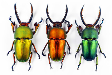 Rainbow beetles isolated on white. Different color forms stag beetles Lamprima adolfinae macro, yellow, red, green coleoptera, collection beetles, entomology, insects, lucanidae - obrazy, fototapety, plakaty