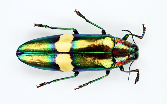 Beetle isolated on white. Metallic green iridescent jewel beetle Chrysochroa saundersi macro. Collection beetles, buprestidae, entomology, coleoptera, insects