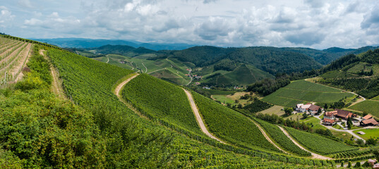 Weinanbau auf Weinbergen im Südwesten Deutschlands