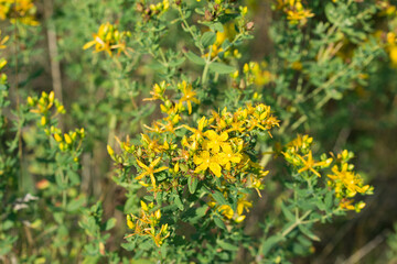 Hypericum perforatum, St. John's wort yellow flowers closeup selective focus