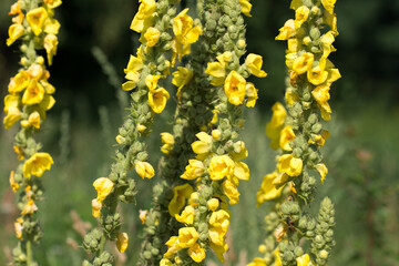 Verbascum thapsus,  great mullein yellow flowers closeup selective focus - 518815274