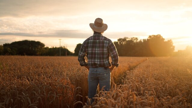 Agriculturalist man standing in yellow wheat field on sunset and looking at the harvest