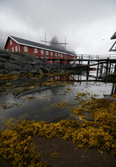 Meeresufer auf den Lofoten
