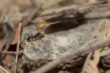 Ant carrying food to the anthill. Natural Reserve of Popenguine. Thies. Senegal.