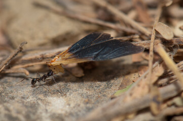 Ant carrying food to the anthill. Natural Reserve of Popenguine. Thies. Senegal.