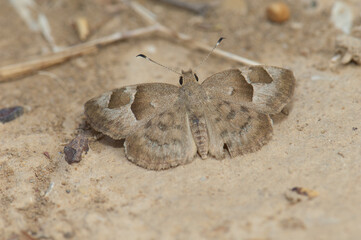 Moth in the Natural Reserve of Popenguine. Thies. Senegal.