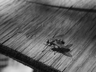 black and white photograph of a fly