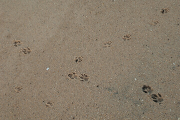 Fototapeta na wymiar Tracks of canid on the sand. Natural Reserve of Popenguine. Thies. Senegal.