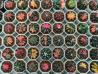 Fototapeta premium Beautiful Colorful Gymnocalycium cactus on pot in the garden.Selective focus Variegated Gymnocalycium mihanovichii.