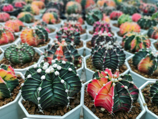Selective focus Variegated Gymnocalycium mihanovichii.