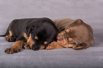 Two Louisiana Catahoula Leopard Dogs puppies on gray background