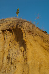 Crag with plant Aple of Sodom Calotropis procera in its summit. Natural Reserve of Popenguine. Thies. Senegal.