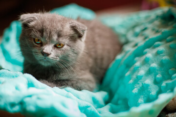 kitten sleeping on a pillow