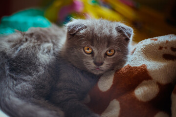 the cat is sitting on the blanket