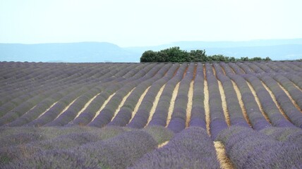 LAVENDER FIELD Valensole 南仏ラベンダー畑