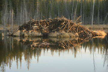 カナダの湖の真ん中にあるビーバーの巣 © Yunosuke Hirai