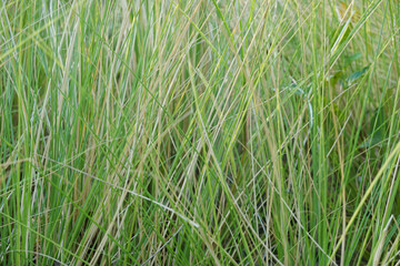 Close up Grass Meadow in the Park