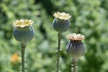 Poppy seed heads on a blurred background illuminated by the sun