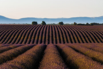 Fototapeta na wymiar rows of Lavender in region on Provence 