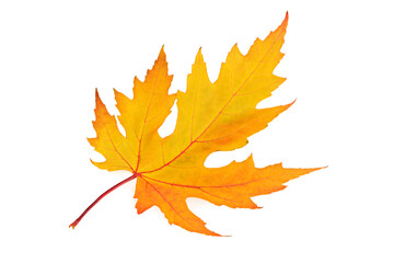 Yellow maple leaf isolated on white.