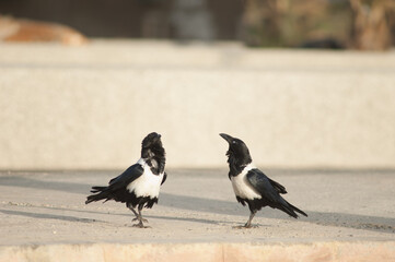 Fototapeta premium Pair of pied crows Corvus albus. Dakar. Senegal.
