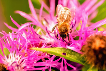 Funny portrait of bee collects nectar from flowers and converts it into the honey. Selective focus.