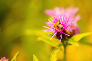 Bee collects nectar from flowers and convert it into honey. Animals, wild nature, medicinal plants and health concept. Copy space.