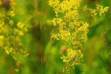 Summer flower meadow - floral background banner. Landscape of wild nature. Macro image. Copy space for design.