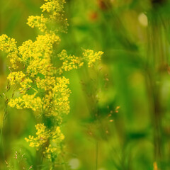 Summer flower meadow - floral background banner. Landscape of wild nature. Copy space for design.