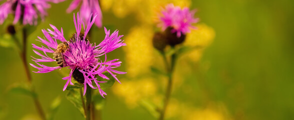 Bees collect nectar from flowers and convert it into honey