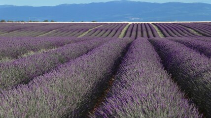 LAVENDER FIELD Valensole 南仏ラベンダー畑
