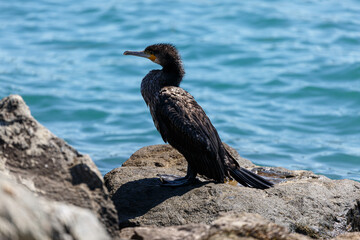 Great cormorant on a rock in the sea