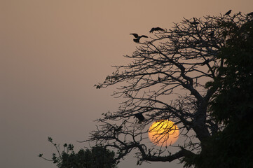Pied crows Corvus albus arriving to the roosting site at sunset. Dakar. Senegal.