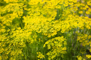 In the open ground in the garden grows vegetable dill backround texture.