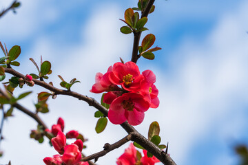 Chaenomeles, close-up of Japanese quince flowers, pink buds of flowering plants in the Rosaceae family. Chaenomeles speciosa, shrub, tree, grows in temperate latitudes. Antioxidant, source of pectin