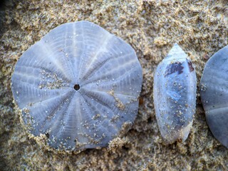 seashell on the beach