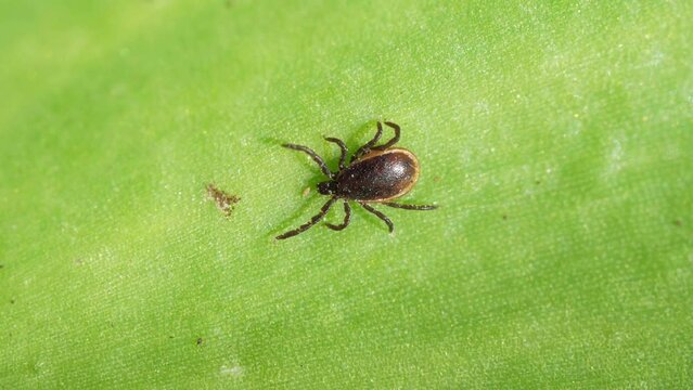 Ixodid tick crawls on a green leaf or blade of grass. Dangerous encephalitis parasite tick in the wild