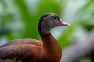 Pato salvaje, observando fijamente 