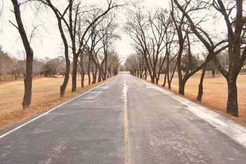 landscape view of a tree-lined road in autumn