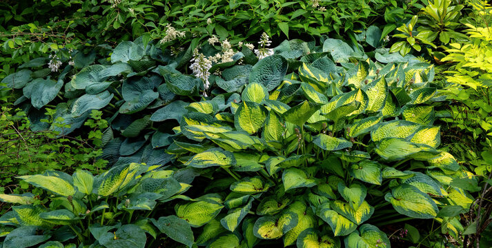 several varieties of hasta plants in a botanical garden in Vancouver, BC, british colkumbia, canada,