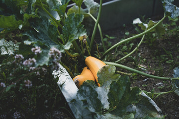 vegetables in the garden grow co2 neutral and ecological