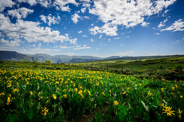Fototapeta na wymiar yellow flowers in a mountain meadow