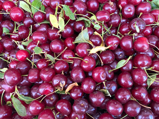 Sweet, juicy, ripe cherries on the vine in the market.
