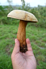 closeup the white brown jungle mushroom soil heap and growing in the forest soft focus natural green brown background.