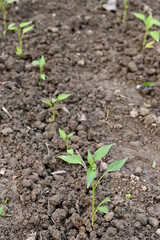 closeup the bunch ripe small chilly plant soil heap in row and growing with leaves in the farm soft focus natural green brown background.