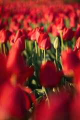 Bright, scarlet red tulips catching the morning sunlight at the Netherlands Carillon in Arlington, Virginia overlooking Washington DC.
