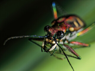 close-up of beetle on plant