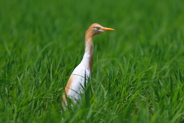 真夏日の田んぼに立つアマサギ